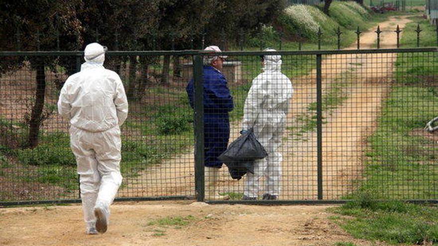 Detectat un nou brot de grip aviària en una granja d&#039;ànecs de Girona