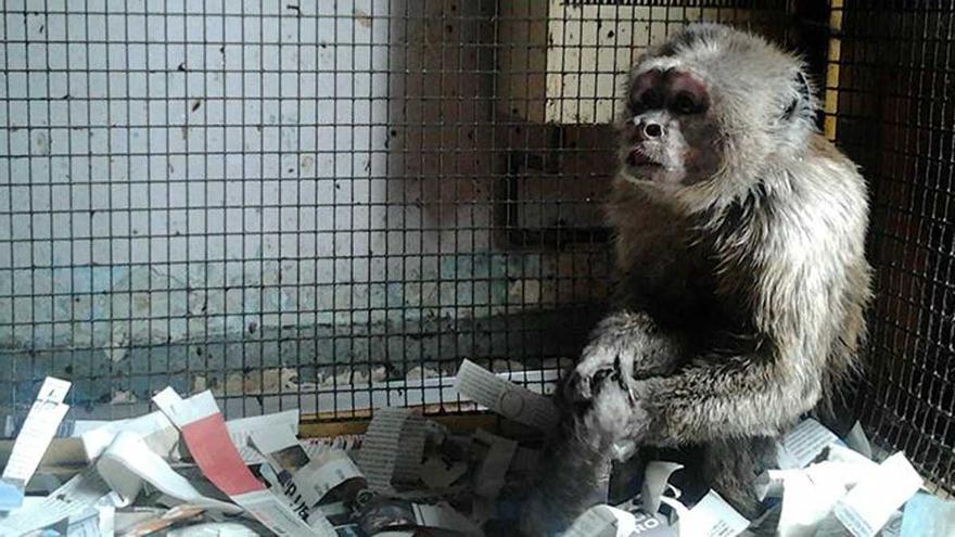 Rescaten un mico que vivia engabiat en un pis de Barcelona des de feia 35 anys