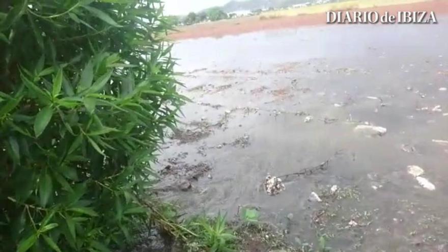 Nuevo vertido de fecales en el Parque Natural ses Salines