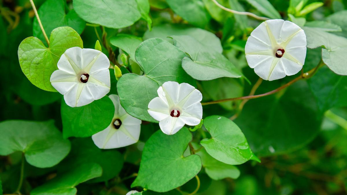 FLOR DE LUNA PLANTA | Flor de luna, la increíble planta nocturna que  alegrará tu jardín