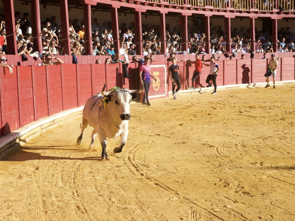 Toro del Cajón, San Agustín 2026