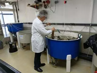 La mejilla de laboratorio funciona