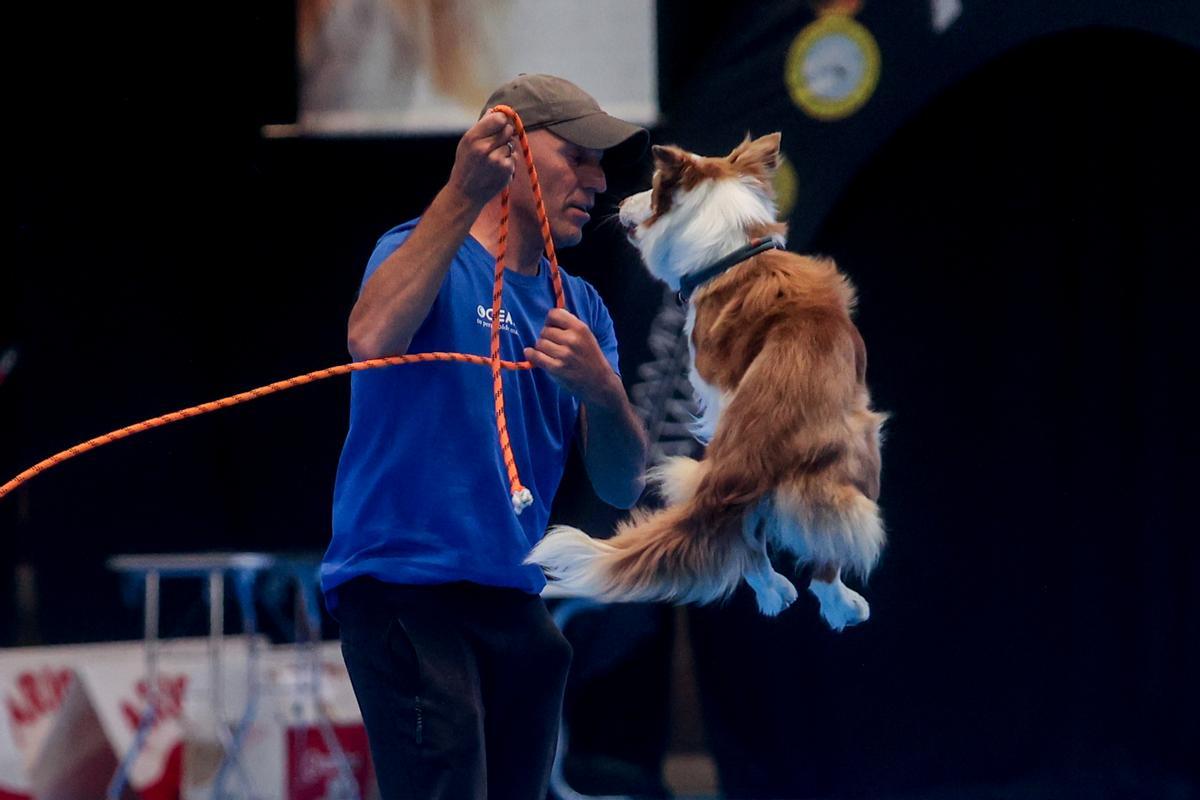 Mad Dog Show: fiebre por los perros en Madrid