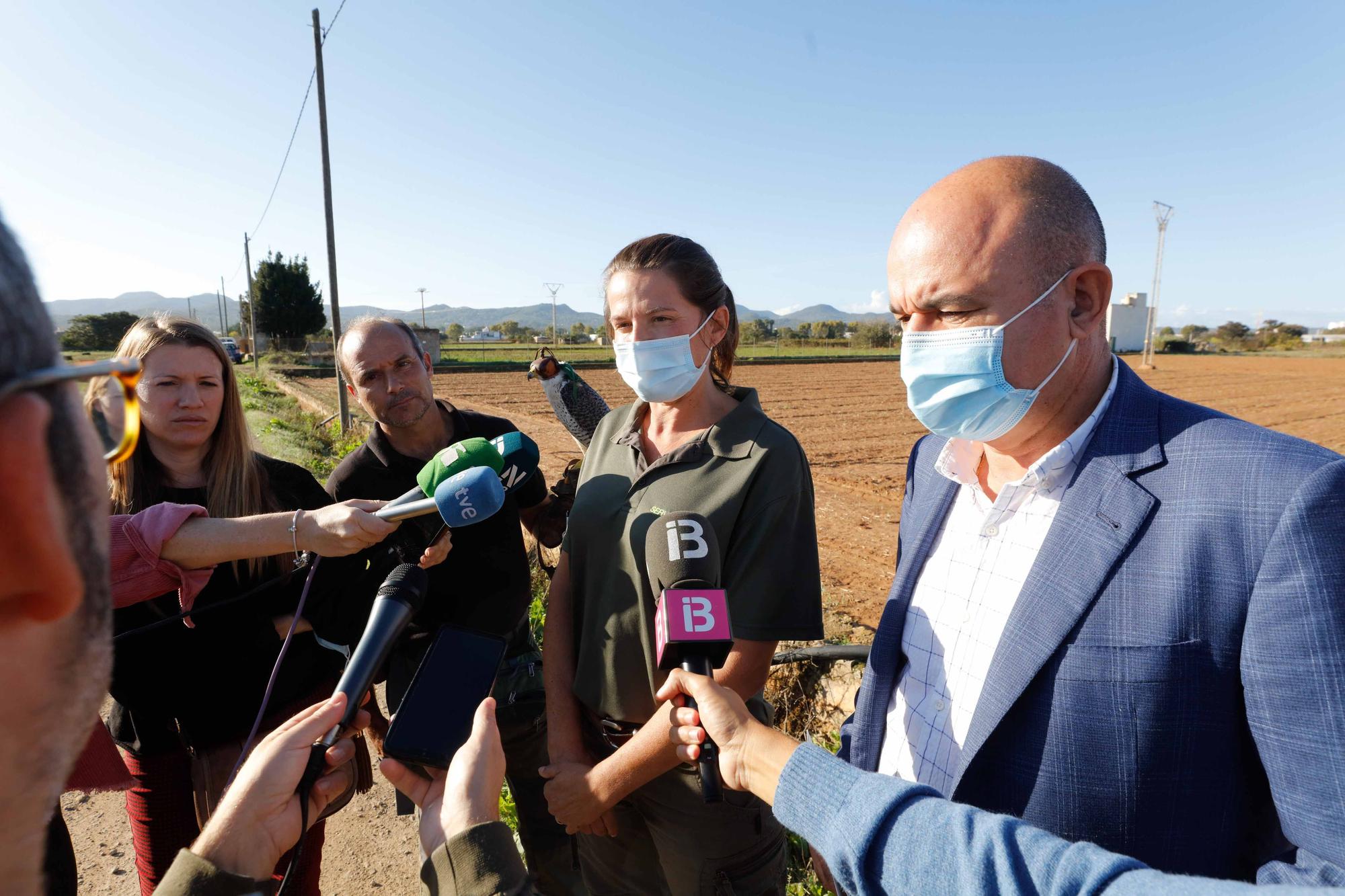 Halcones contra torcaces en Ibiza