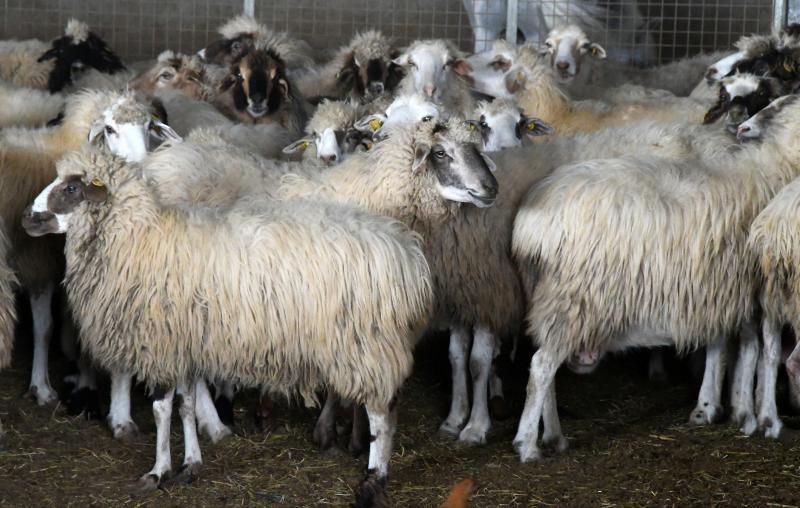 15/03/2019 TELDE.  Granja en la costa de Telde, donde unos perros matarón a una veintena de ovejas. Fotografa: YAIZA SOCORRO.  | 15/03/2019 | Fotógrafo: Yaiza Socorro