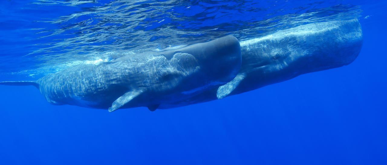 Ballenas realizando su tránsito migratorio.