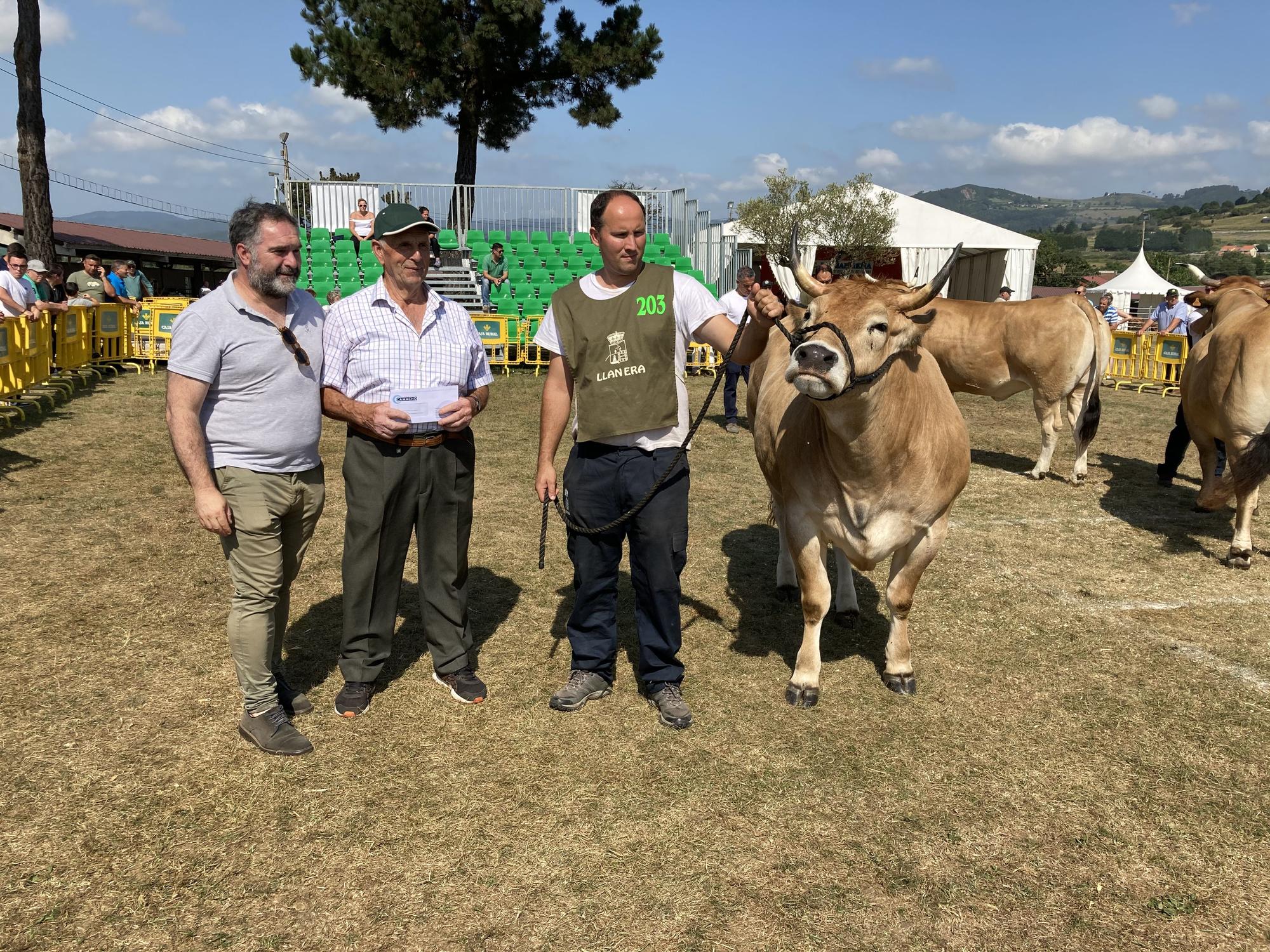 El concurso de ganado de Llanera fue todo un éxito: aquí tienes algunas de las reses ganadoras