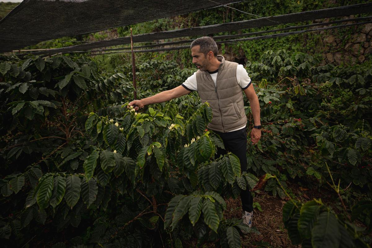 Los hermanos Abreu, productores de café en San Juan de la Rambla