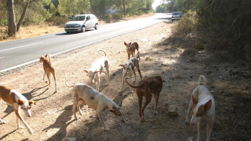 Los perros de Marí viven en condiciones insalubres y son un peligro para el tráfico.