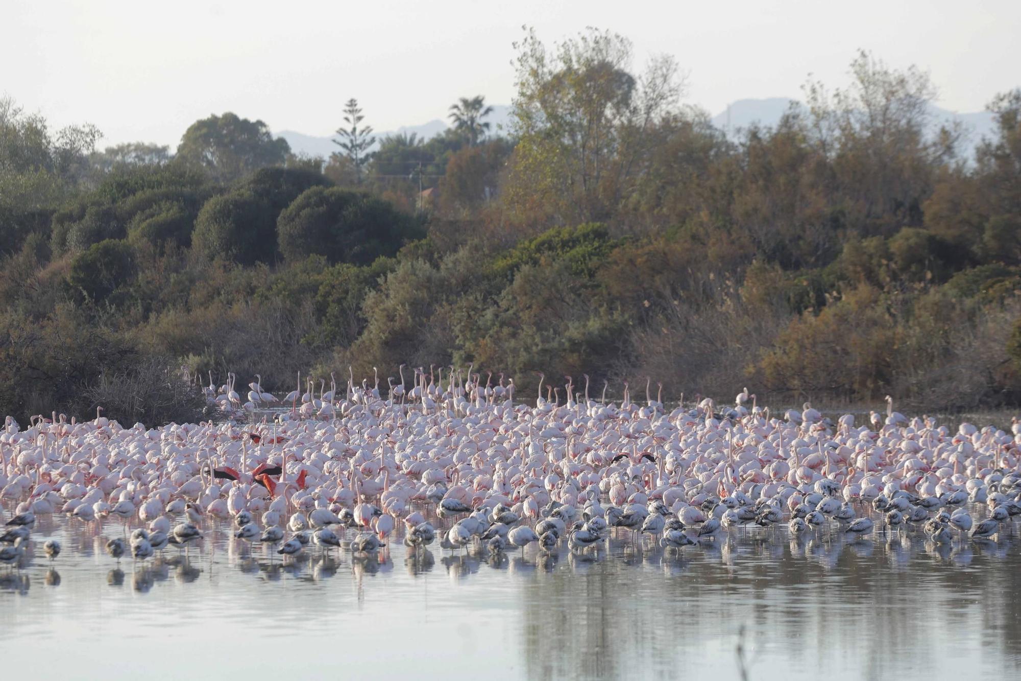 Los flamencos vuelven a L´Albufera para criar