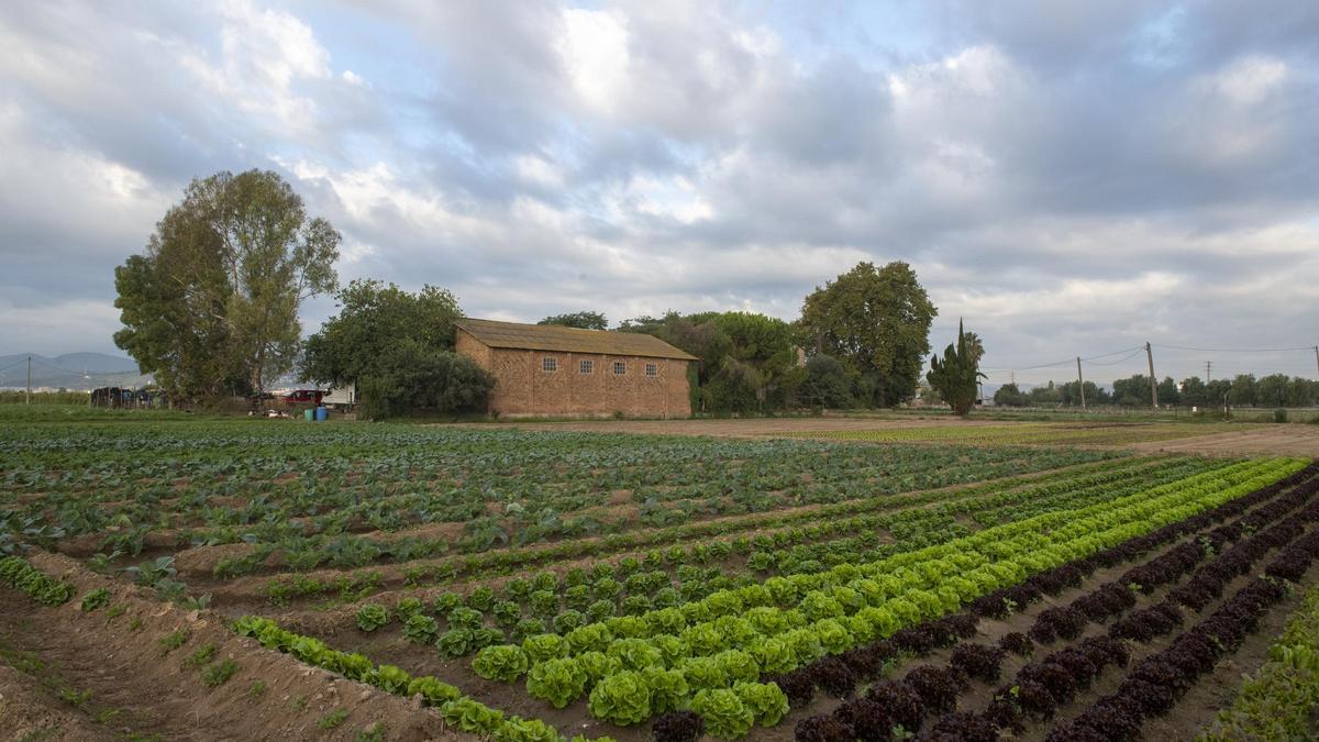 Cultivo de hortalizas en una de las fincas del Parc Agrari del Llobregat, en una imagen de archivo