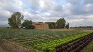 Cultivo de hortalizas en una de las fincas del Parc Agrari del Llobregat, en una imagen de archivo