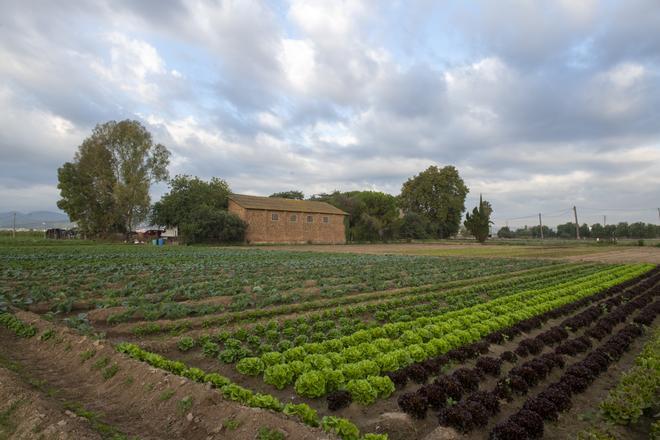 Cultivo de hortalizas en una de las fincas del Parc Agrari del Llobregat, en una imagen de archivo