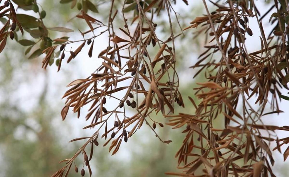 Detalle de olivo afectado por 'xylella'.