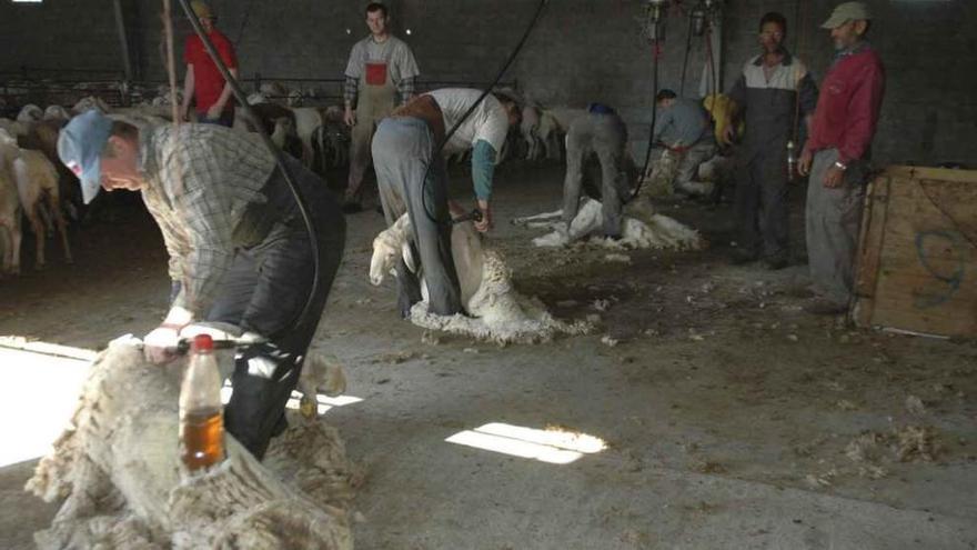 Varios esquiladores trabajando en la provincia. / Foto L. O. Z