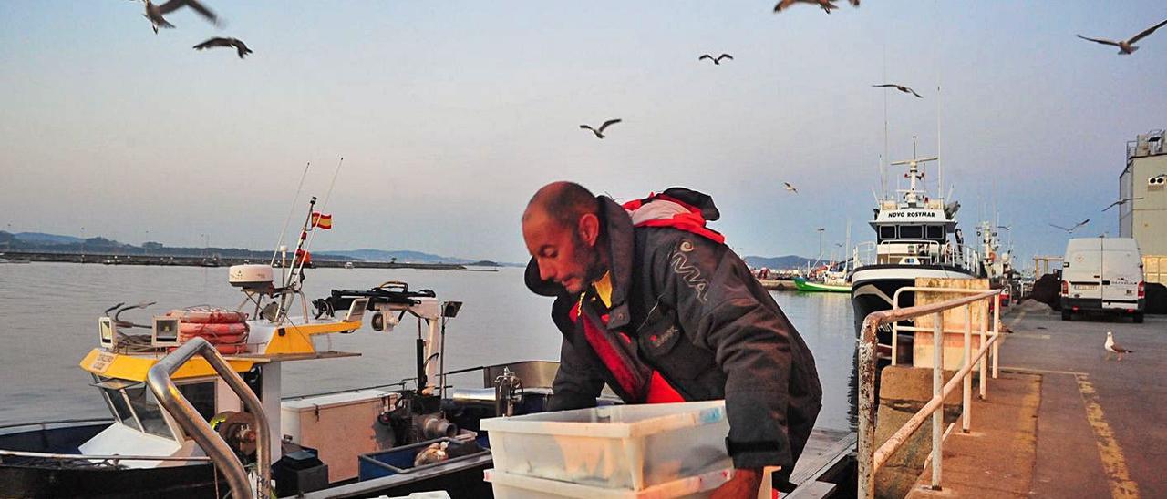 Descarga de sardina durante la última campaña en el muelle de Cambados. |   // IÑAKI ABELLA