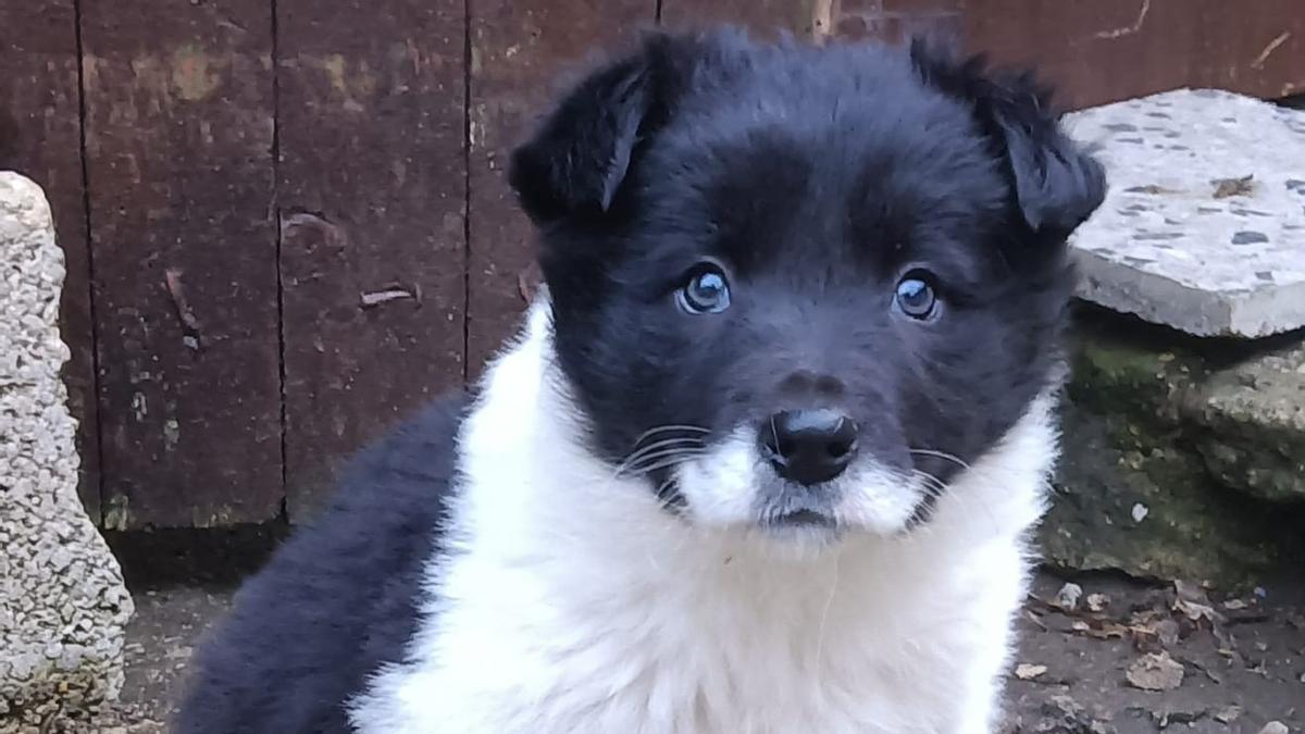 Kalu, el Border Collie de Eduard Cardona.