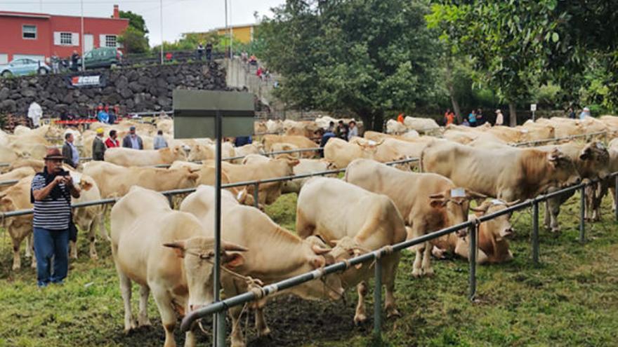 Feria ganadera en La Palma.