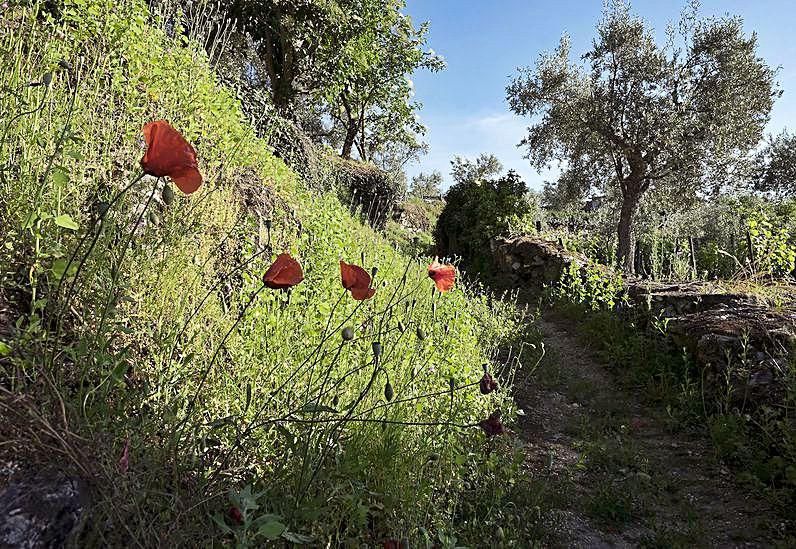 Tramo del camino a Ucanha entre amapolas y olivos