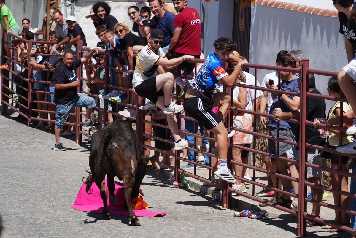 Las vaquillas vuelven tomar la calle en la feria de Añora Las vaquillas vuelven tomar la calle en la feria de Añora