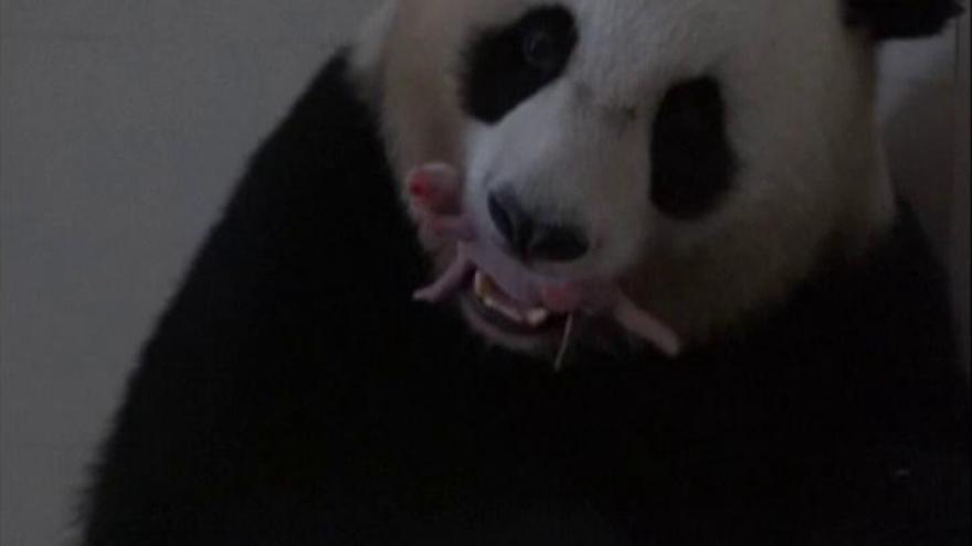 Nacen dos osos panda gemelos en el suroeste de China