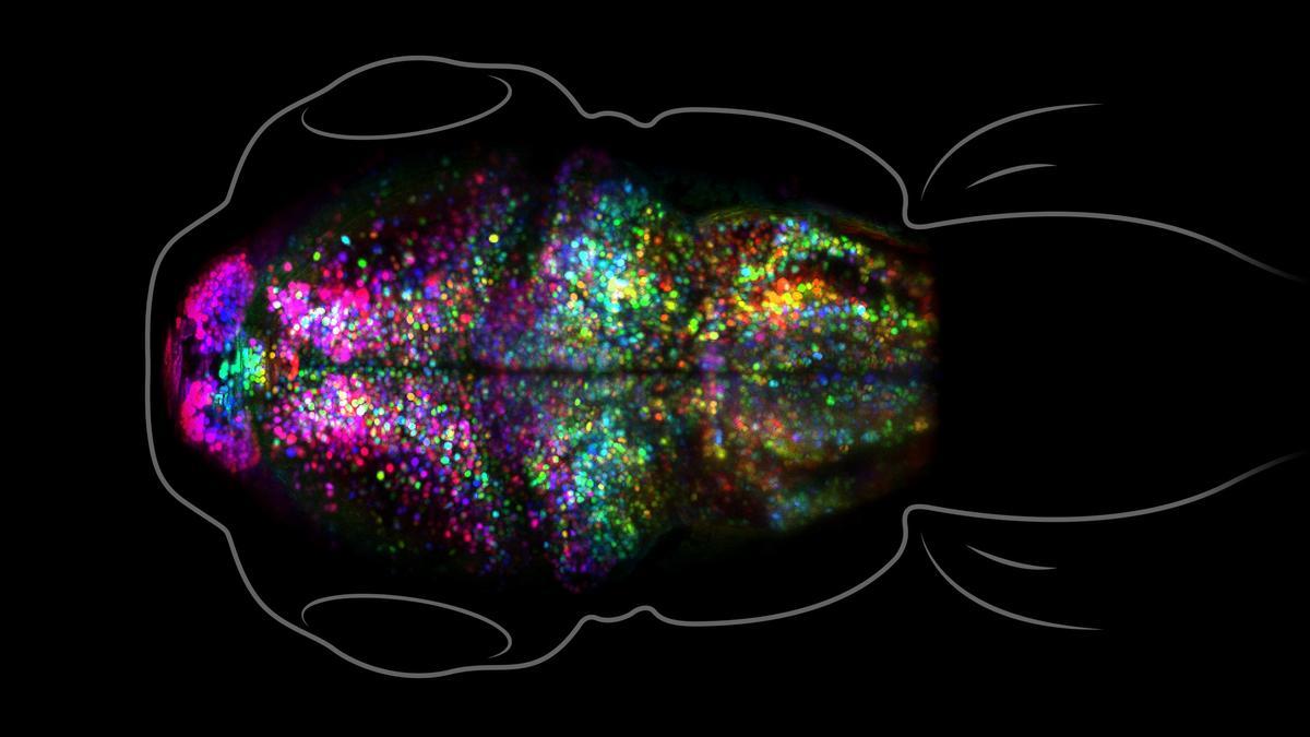 Sinapsis del cerebro de un pez cebra mientras almacena recuerdos, a la vista de microscopio.