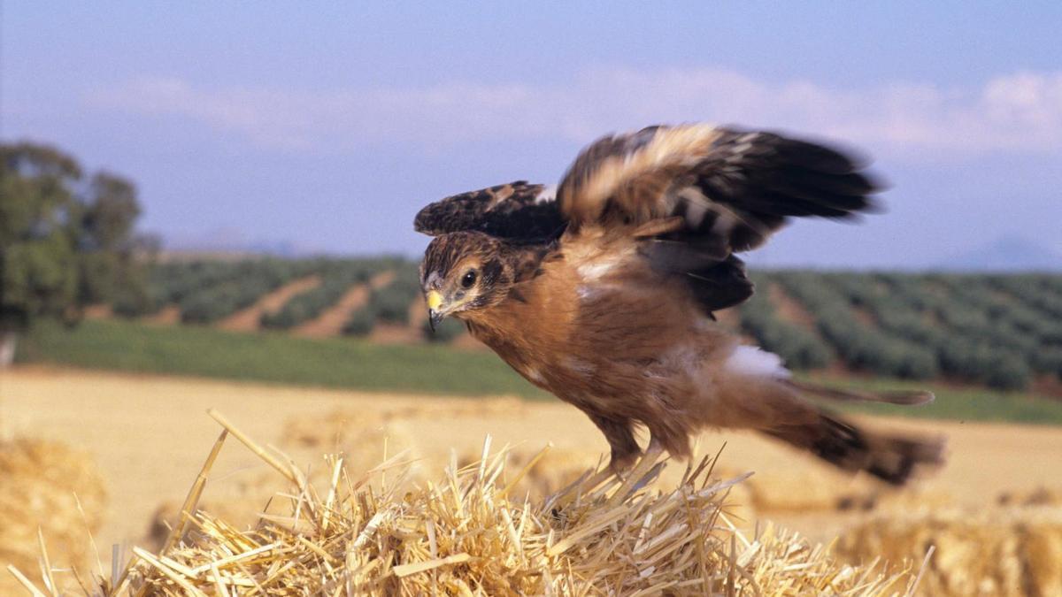 Ejemplar de aguilucho cenizo.