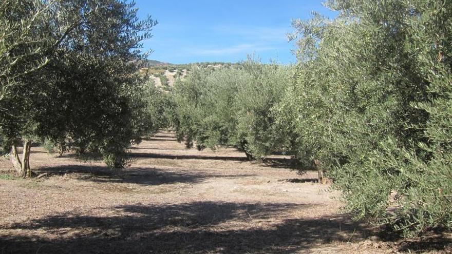 El olivar acumula un elevado grado de estrés hídrico.