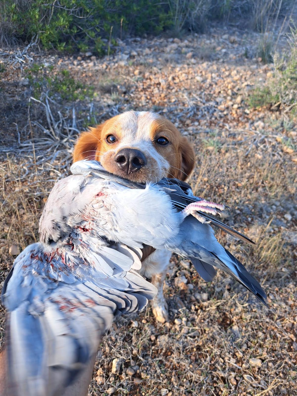 Una perra bretona con un ave en la boca esta mañana, el primer día de caza en Palma después de ocho años.
