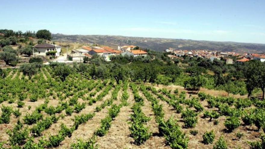 La ruta del vino en Zamora: Viñedos de los Arribes del Duero.