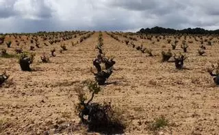 El "diagnóstico" de los viñedos de Zamora en mayo de 2024, que siguen sin rebrotar