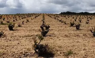 Las cepas de Zamora, a la espera del calor