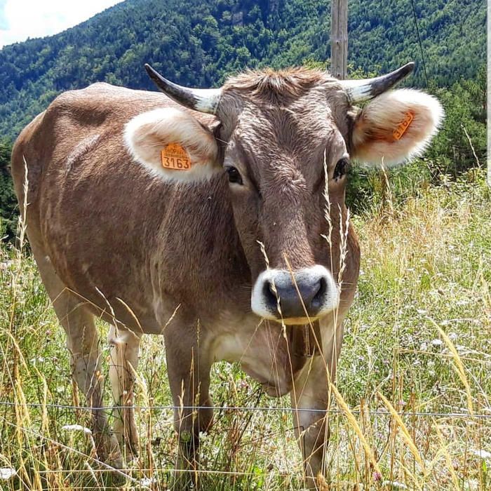 Una vaqueta posant per la foto, als Rasos de Peguera.