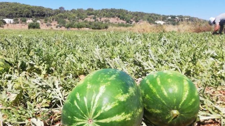 Los &quot;melonares&quot; de Morales de Toro, arrasados por los ladrones