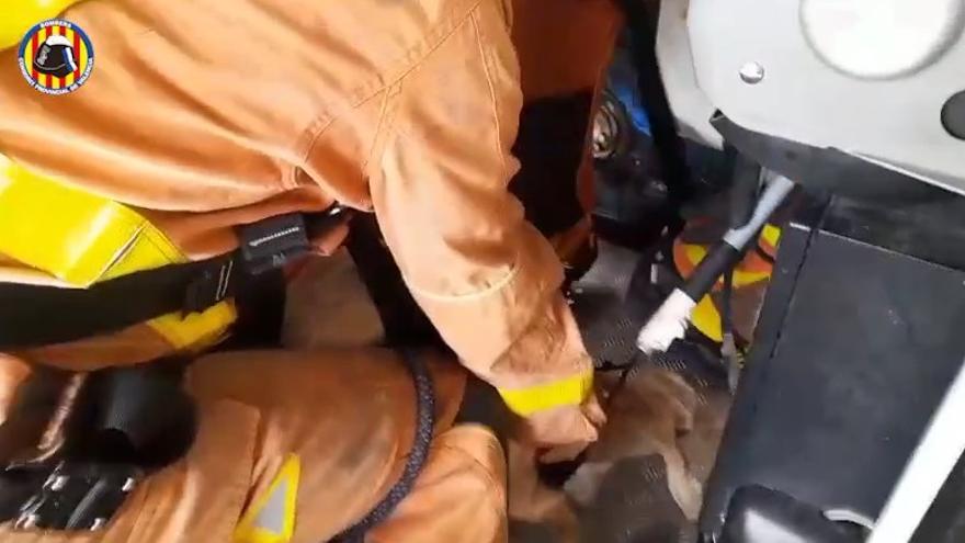 Rescatan a una cabra que estaba atrapada en un puente de Sagunt