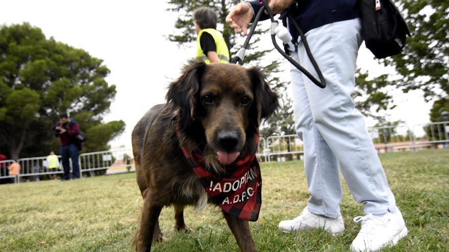 Maltrato animal, un problema de falta de empatía