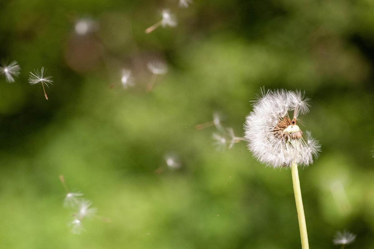 Con la llegada de la primavera, aumenta la incidencia de síntomas en pacientes con alergia respiratoria.