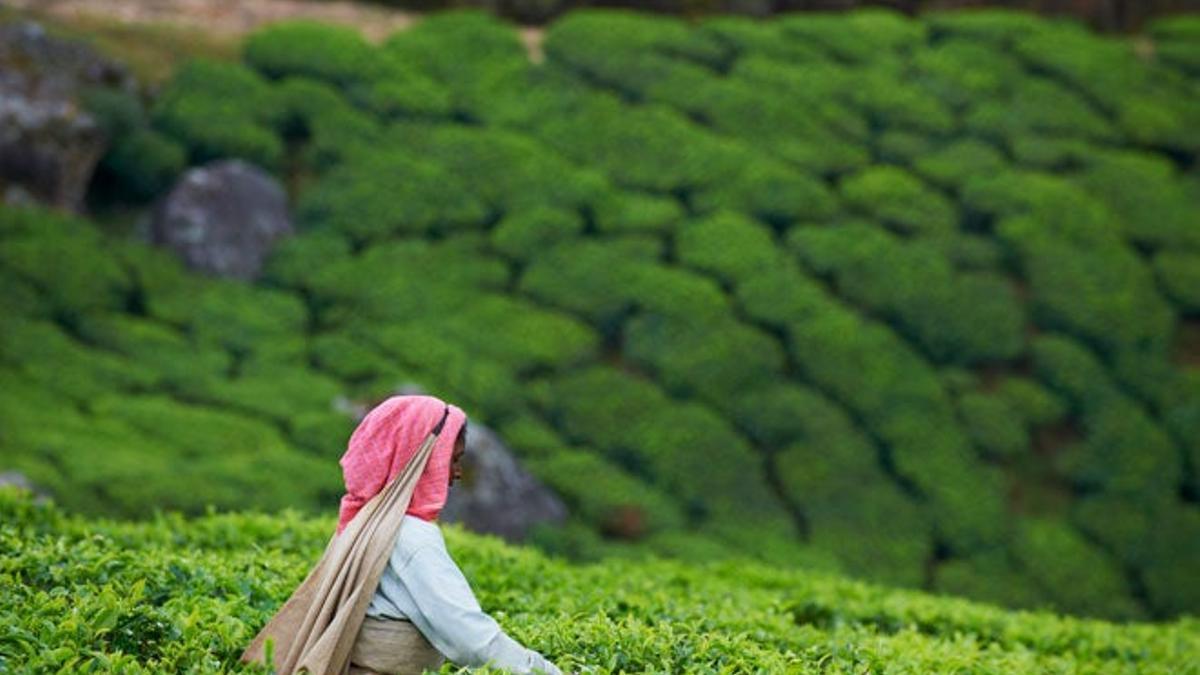 Plantación de té en Munnar.