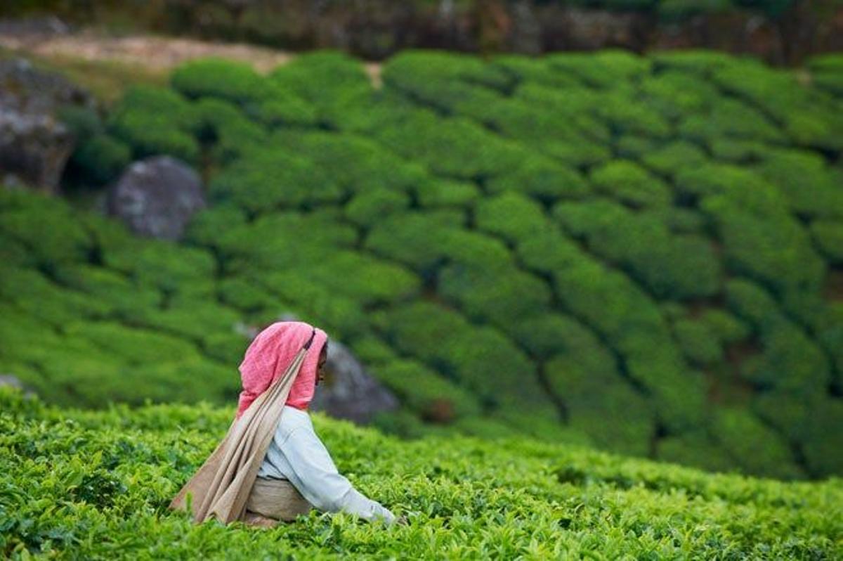 Plantación de té en Munnar.