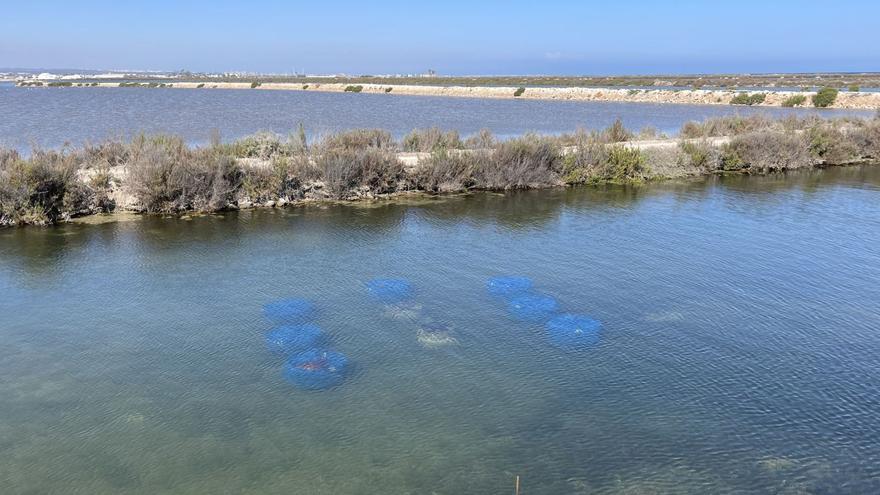 Un batallón de ostras para limpiar el Mar Menor.