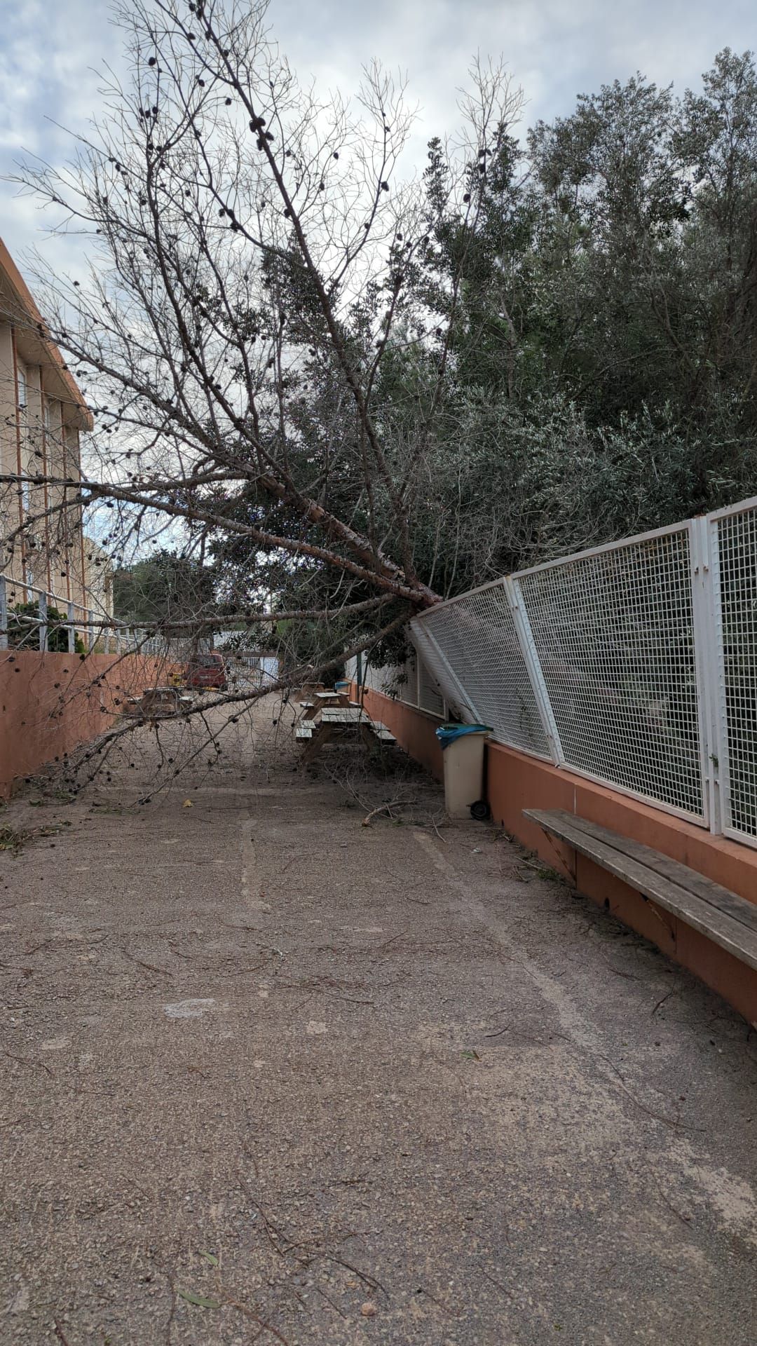Un árbol cae en el IES Quartó de Portmany