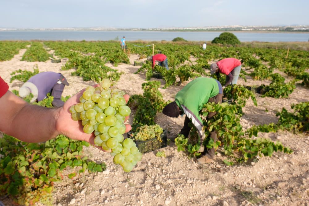 Comienza la vendimia más temprana de la península el parque natural de la laguna de La Mata. Sopla Levante elabora vinos de calidad del viñedo singular matero, sobre dunas fósiles, entre la laguna y e