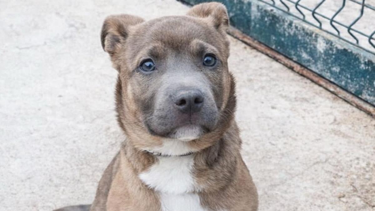 Zander, el perro robado de la protectora de Badalona.