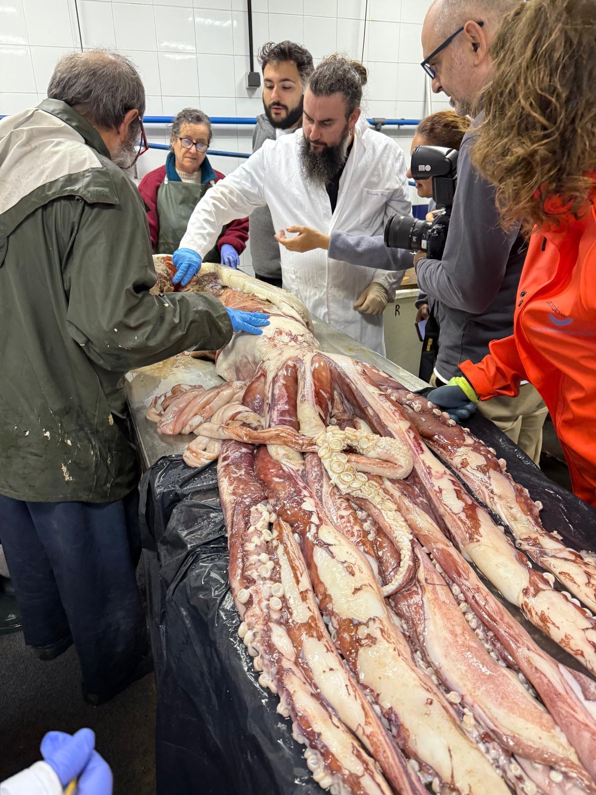 Fernando A. Fernández-Alvarez en pleno trabajo con un calamar oceánico.