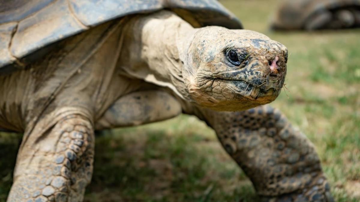 Fermoselle dedica una jornada a los galápagos de Arribes con un taller gratuito para toda la familia