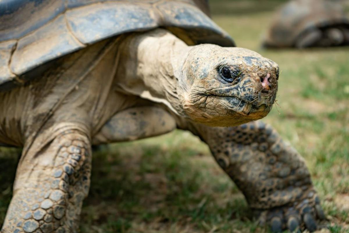 La tortuga de Galápagos del Oeste de Santa Cruz está en peligro de extinción