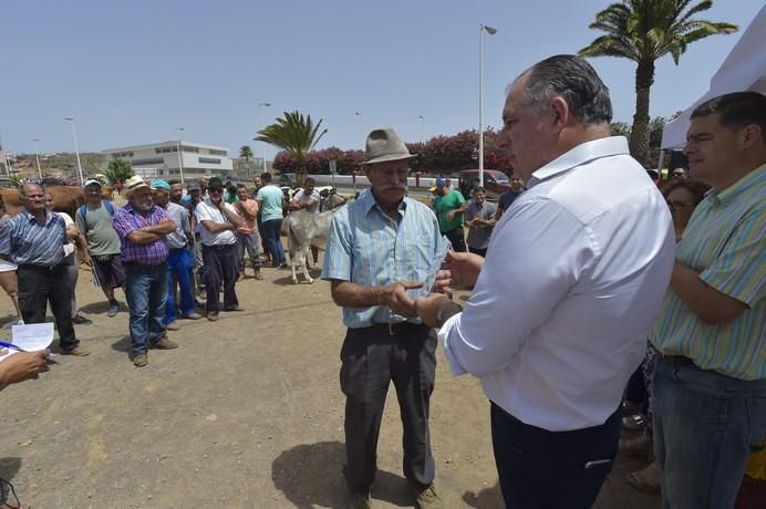 Muestra de ganado por las fiestas de San Juan