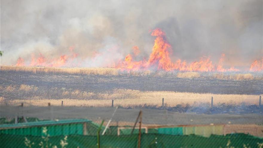 Dos incendios de pastos en un día arrasan más de una hectárea en El Higuerón