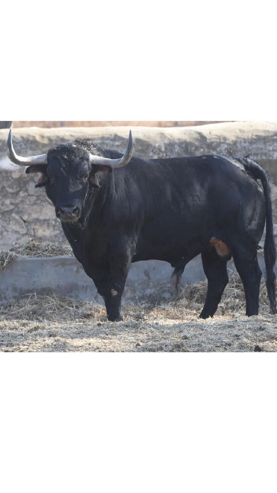 Las fotos de los 12 toros que exhibirá Almenara en sus fiestas patronales