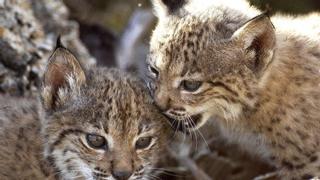 ¿Linces en Lora del Río? Seis hembras y dieciocho cachorros pueblan esta nueva zona lincera